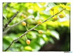 庭のさくらんぼ