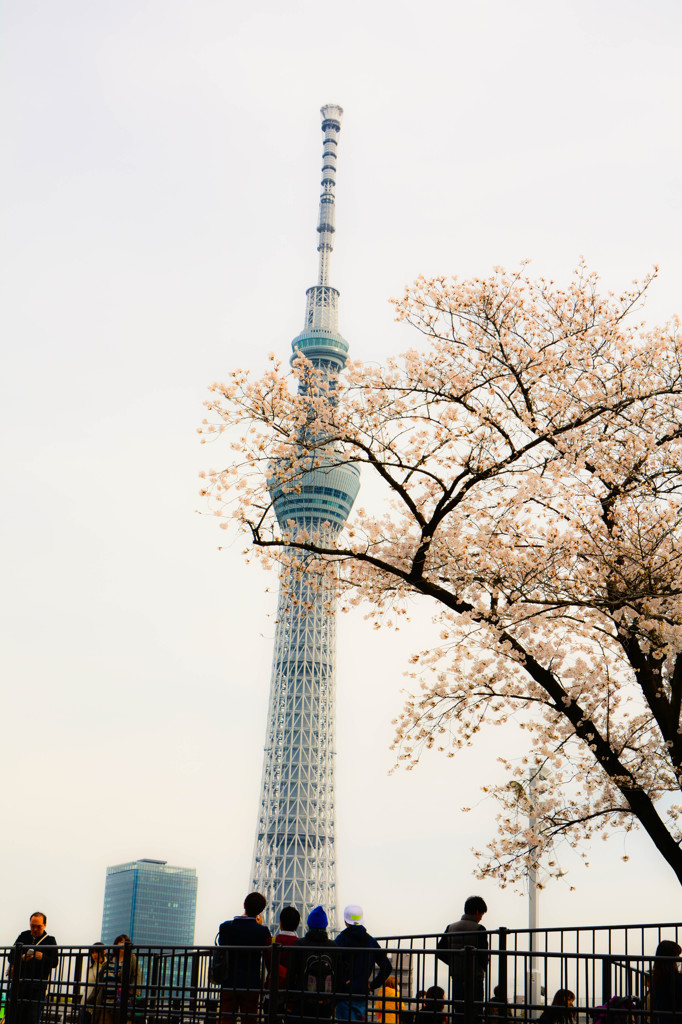 花見