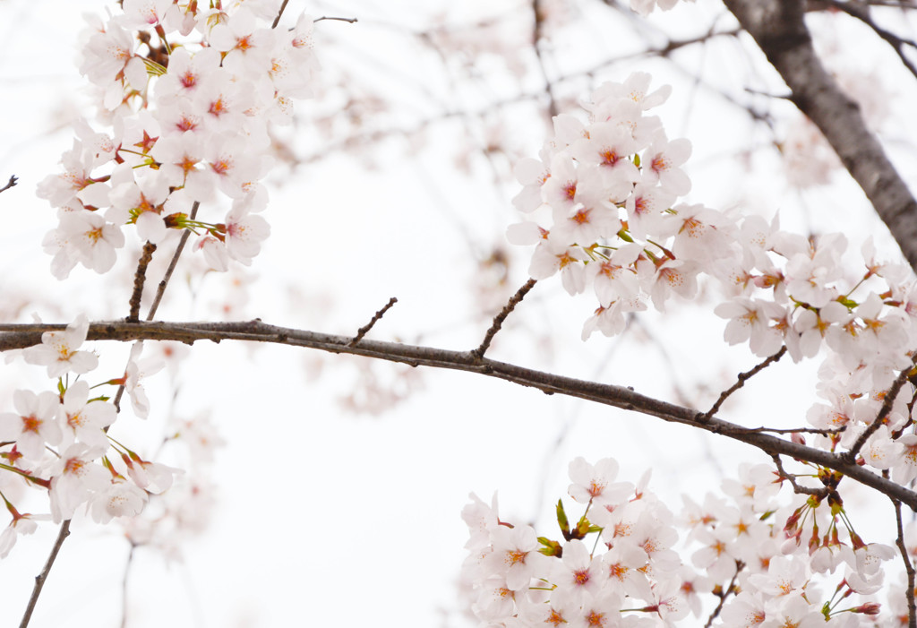 花見