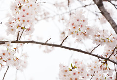 花見