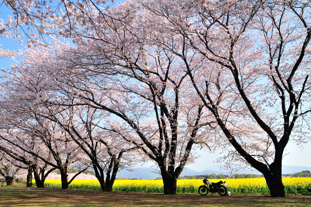 桜と愛車