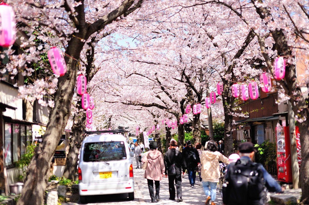 桜の道