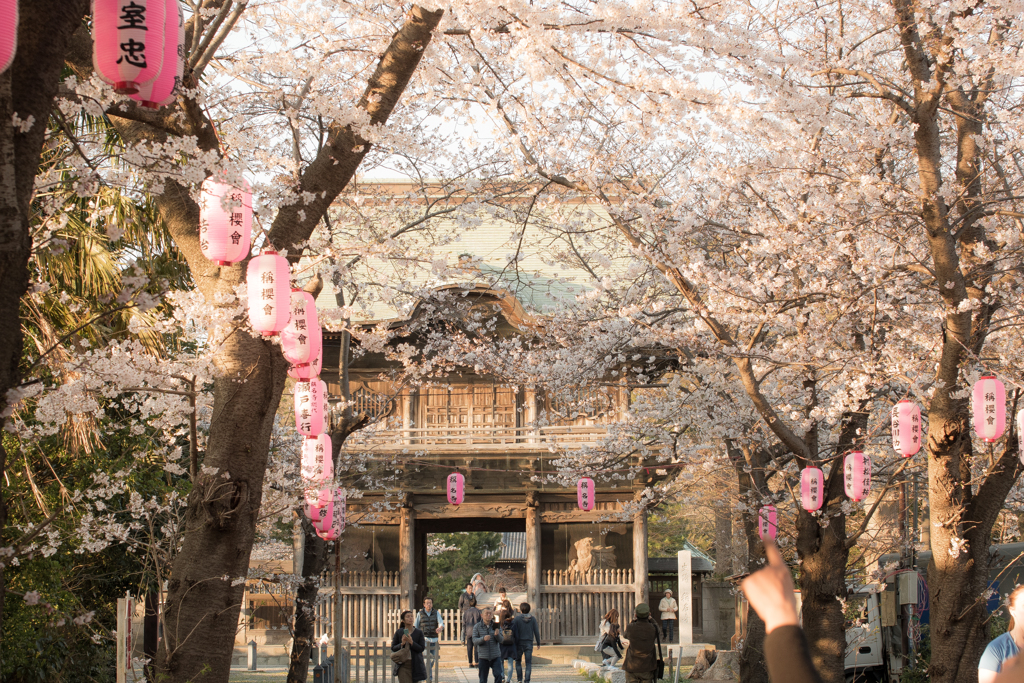 桜の時