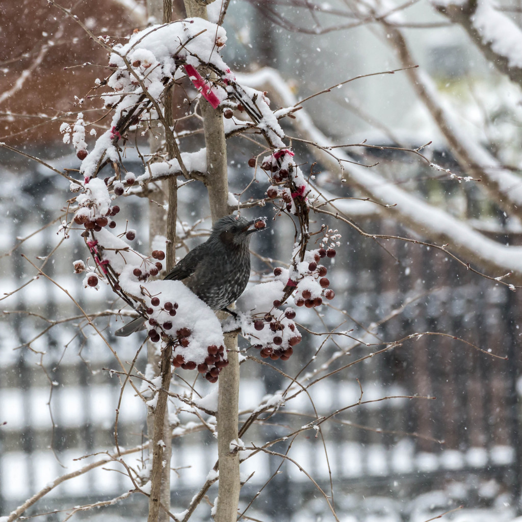 - 雪ついてるよ・・ -