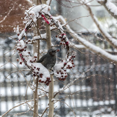 - 雪ついてるよ・・ -