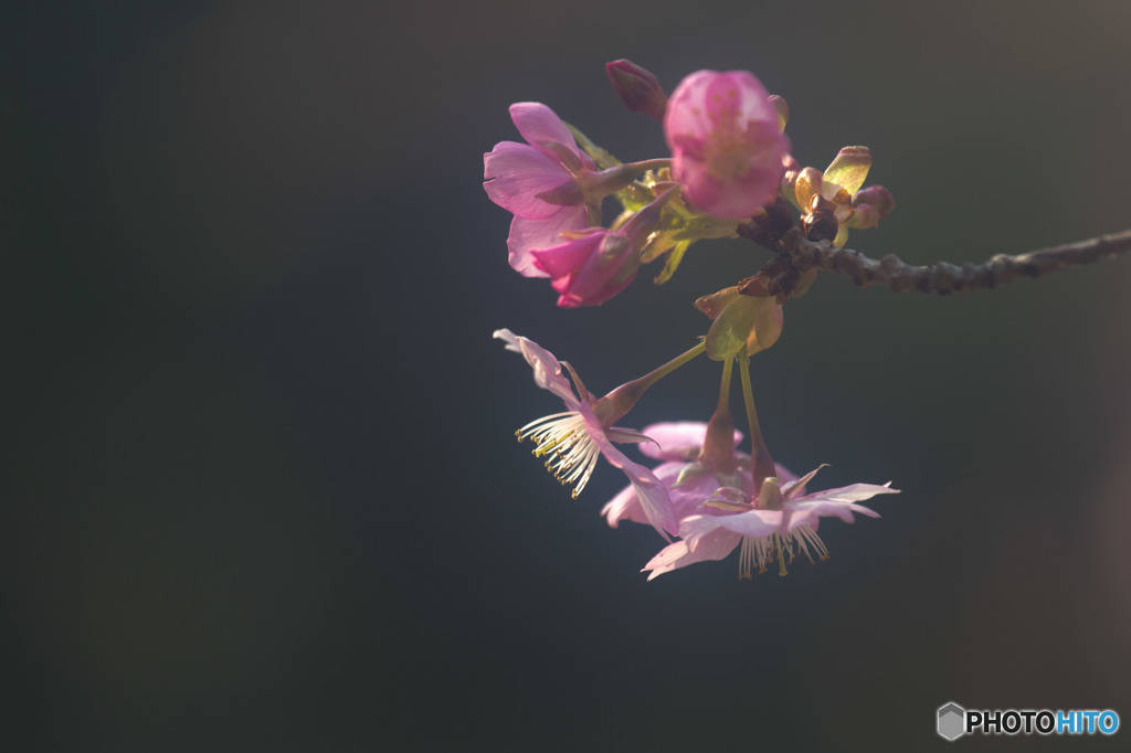 - blooming case1 -