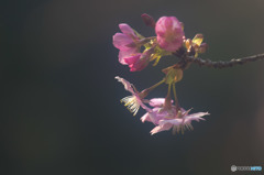 - blooming case1 -