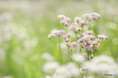 春紫菀