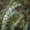 小米花
