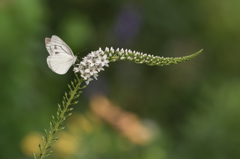 - garden white -