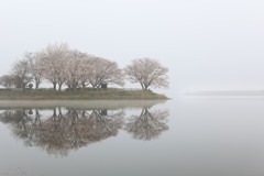 朝桜