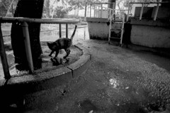 A Witch's Cat