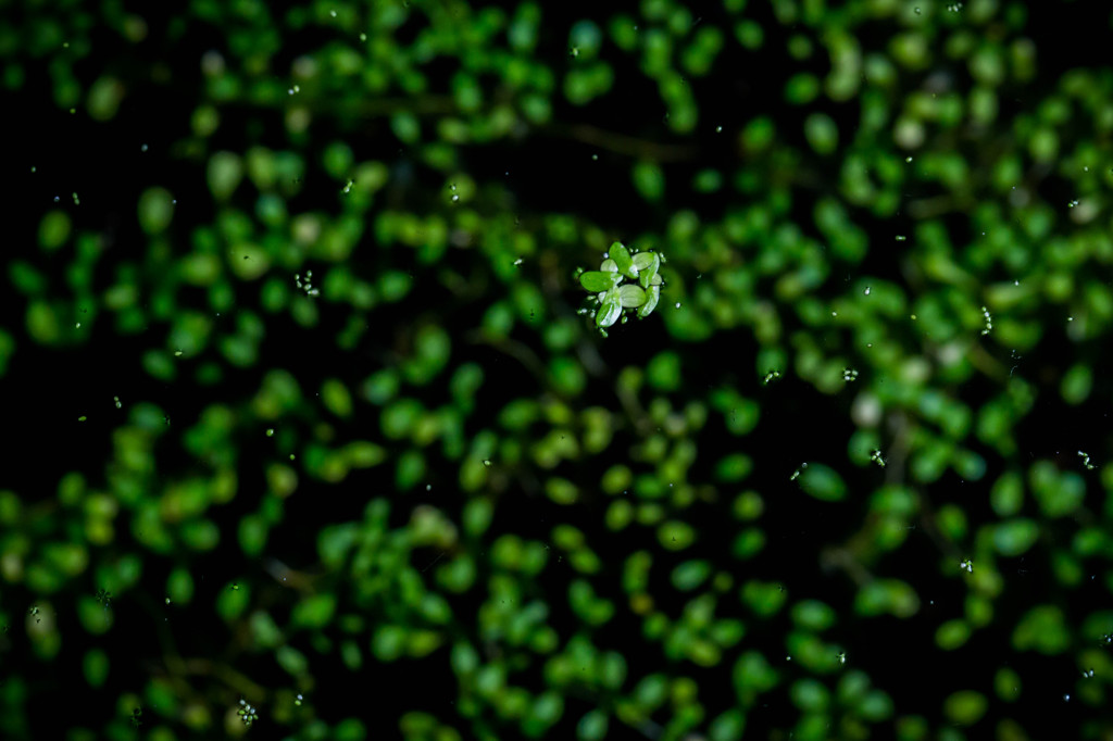 - floating weed -