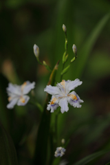 射干の花