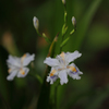 射干の花