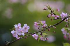 桜時