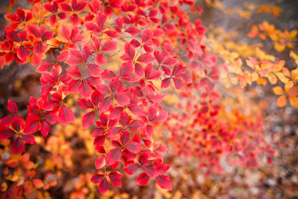 紅染め