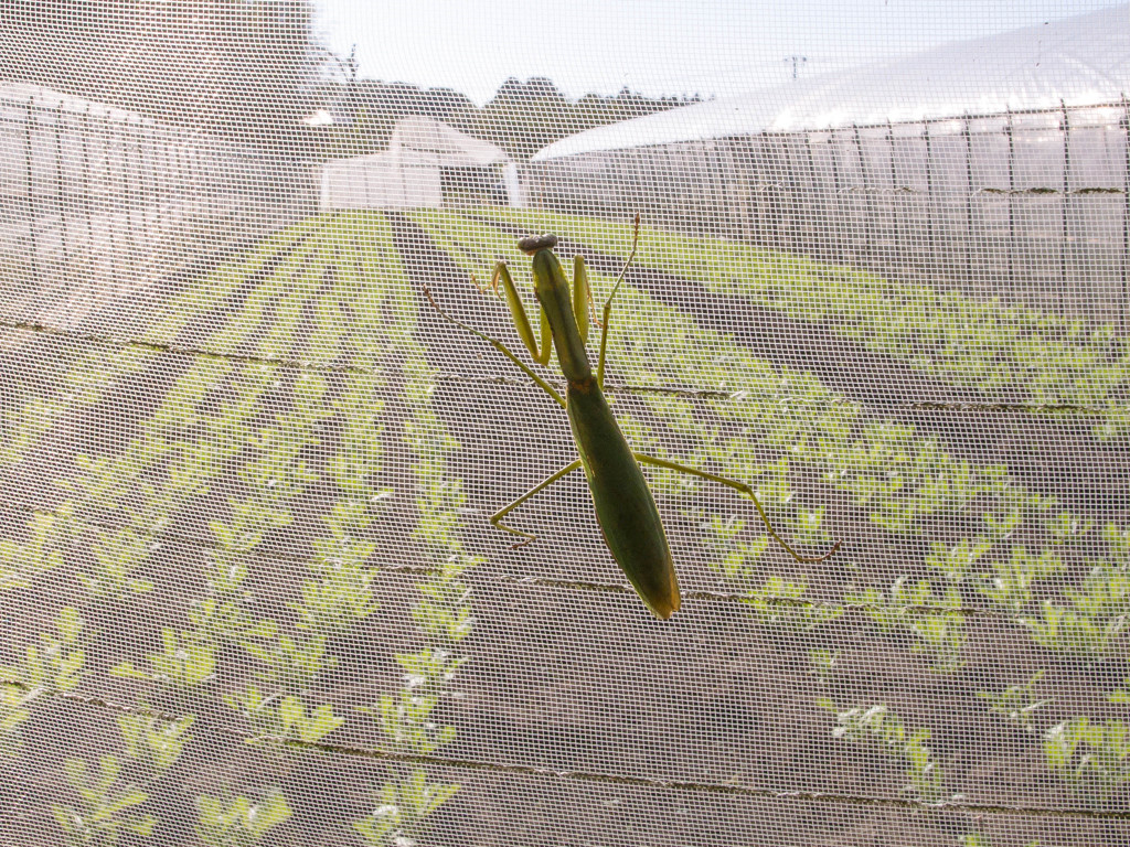 - mantis -