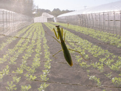 - mantis -