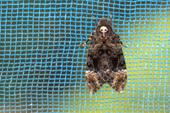 【閲覧注意】クロメンガタスズメとの遭遇