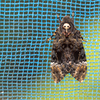 【閲覧注意】クロメンガタスズメとの遭遇