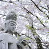 桜花