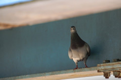 - まず鳩から -