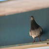 - まず鳩から -