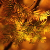 曙杉の紅葉に着目する