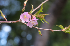 河津桜開花