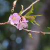 河津桜開花