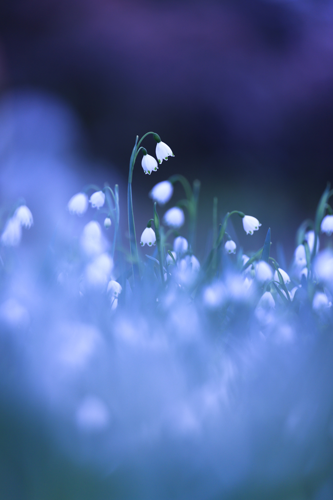 snow dream 2