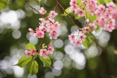 爛漫の桜