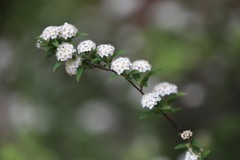 こでまりの花