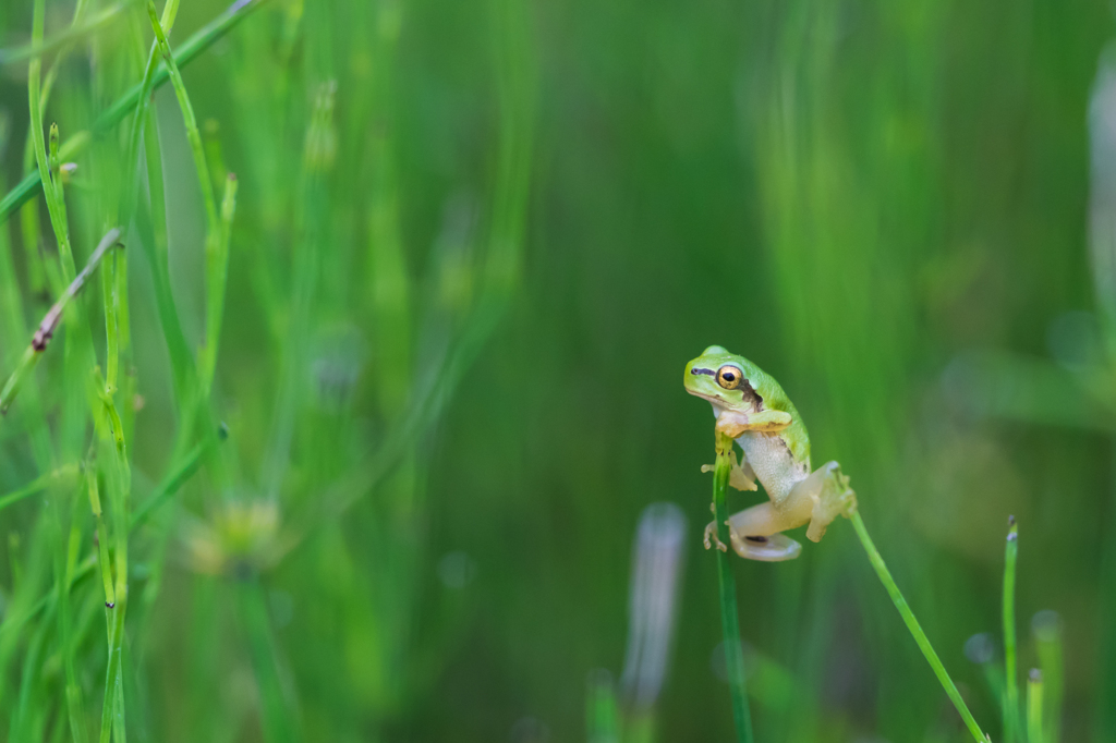 - つなわたり -