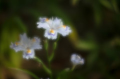- 著莪 -