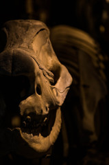- dinos -