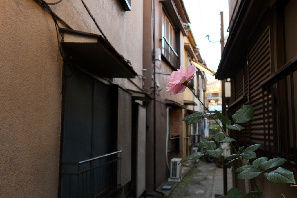 路地の薔薇