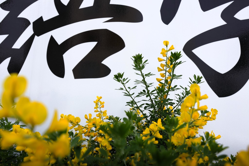 スナップで花（エニシダ）