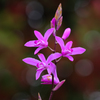 紫蘭開花