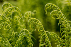 - green scroll - 