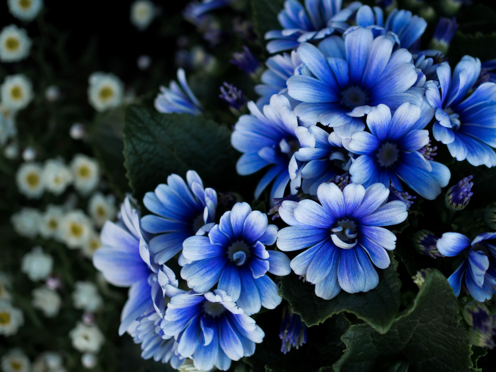 青い花には By Forest Note Id 写真共有サイト Photohito