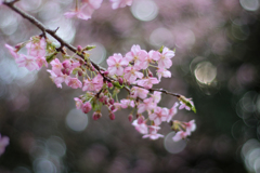 きららの桜