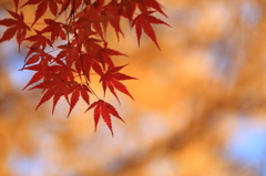 黄葉に紅葉で高揚
