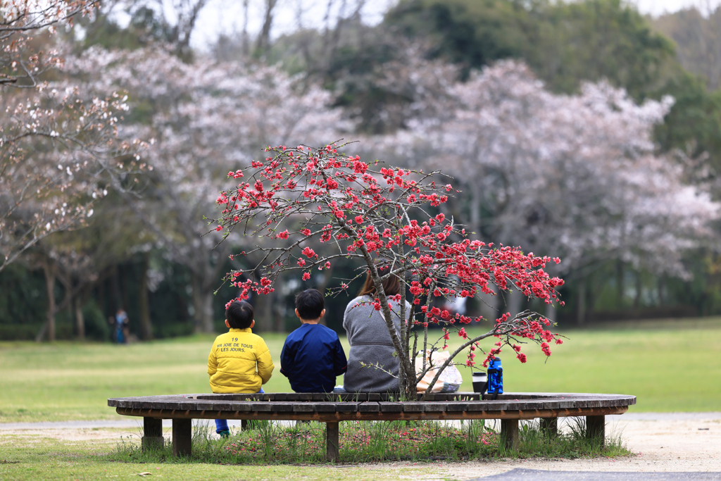 小さなお花見