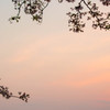 散りぬる夕べ