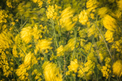 - ladybird in yellow -