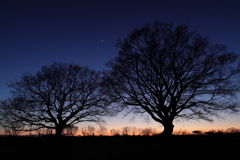 月と金星と樹