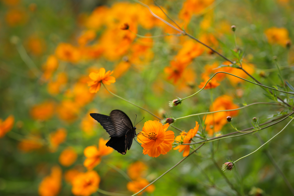 キバナの花園