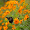 キバナの花園